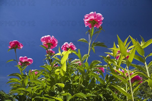 Close-up and underside view of pink perennial herbaceous Paeonia, Peony flowers against blue sky in late spring, Quebec, Canada, North America