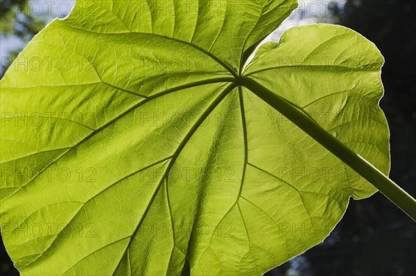 Close-up of large translucent green Petasites japonicus, Butterbur leaf with vein details in summer, Quebec, Canada, North America