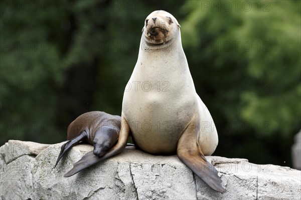 California sea lion (Zalophus californianus), Two sea lions cuddling on a rock in a natural environment