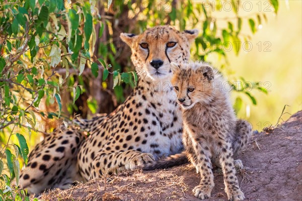 Cheetah with a cub lying in the shade and resting, Maasai mara national reserv, Kenya, Africa