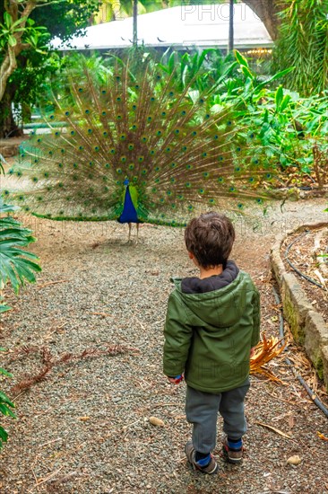 A boy looking at an open male Indian peacock because he is in heat looking for females