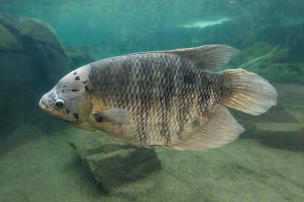 Giant gourami (Osphronemus goramy), occurring in Southeast Asia, captive