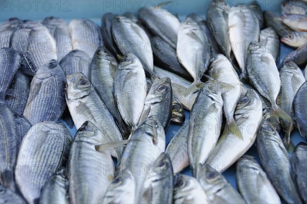 Fresh shiny silver fish on display at a market, Marseille, Departement Bouches-du-Rhone, Provence-Alpes-Cote d'Azur region, France, Europe