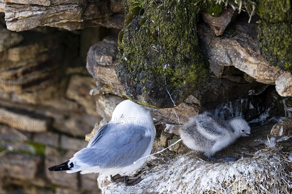 Black-legged kittiwake (Rissa tridactyla), adult bird with chicks defecating, Varanger, Finnmark, Norway, Europe