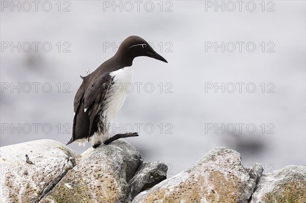 Common guillemot (Uria aalge) walking on rocks, Hornoya Island, Vardo, Varanger, Finnmark, Norway, Europe