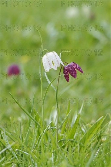 Charming chequerboard flower, spring, Germany, Europe