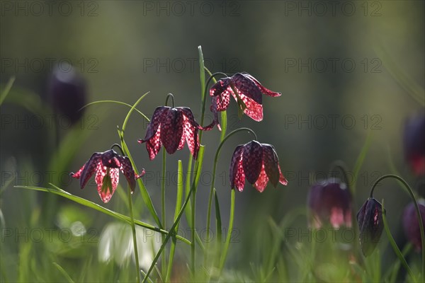 Enchanting chequerboard flowers, April, Germany, Europe