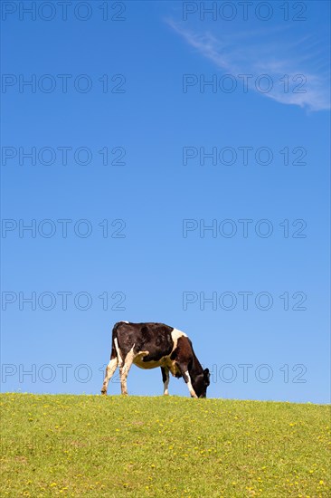 Grazing cow on a grass meadow with a blue sky a sunny summer day