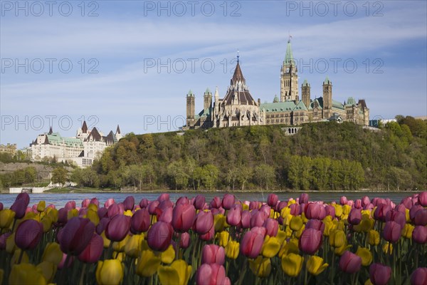 Bed of pink and yellow Tulipa, Tulips plus Chateau Laurier and Canadian Parliament buildings across the Ottawa river in spring, Ottawa, Ontario, Canada, North America