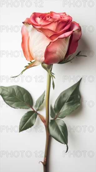 Single pink rose with lush petals and green leaves isolated on white, AI generated