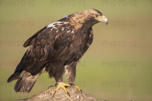 Iberian Eagle, Spanish Imperial Eagle (Aquila adalberti), Extremadura, Castilla La Mancha, Spain, Europe