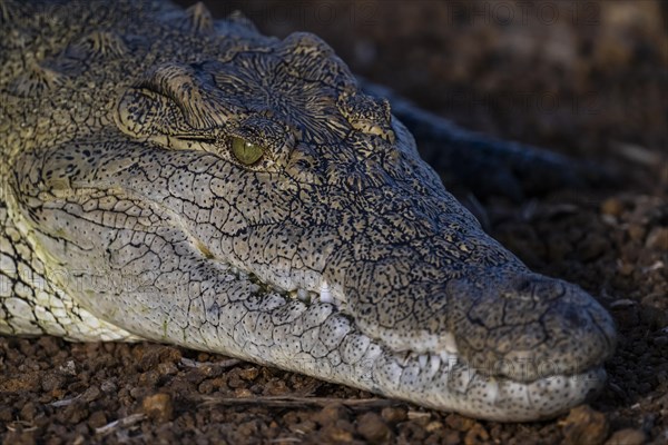 Nile crocodile (Crocodylus niloticus) Mziki Private Game Reserve, North West Province, South Africa, Africa