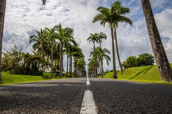 The famous palm avenue l'Allee Dumanoir. Landscape shot from the centre of the street into the avenue. Taken on a changeable day on Grand Terre, Guadeloupe, Caribbean, North America