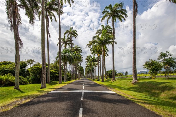 The famous palm avenue l'Allee Dumanoir. Landscape shot from the centre of the street into the avenue. Taken on a changeable day on Grand Terre, Guadeloupe, Caribbean, North America