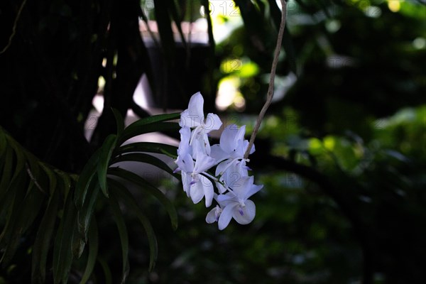 Jardin Botaniqu de Deshaies, botanical garden with flora and fauna in Guadeloupe, Caribbean, French Antilles