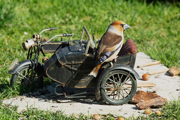 Hawfinch male on motorbike sitting on stone slab in green grass looking right