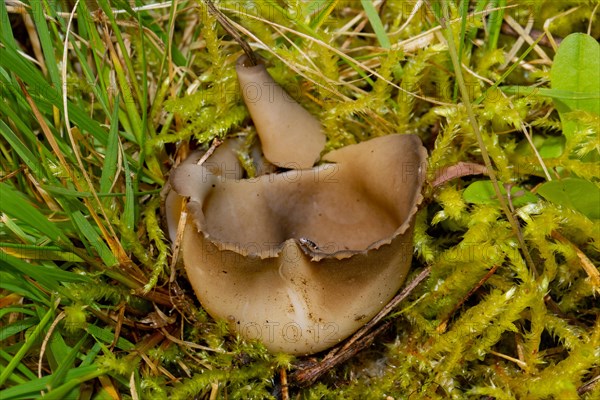 Black and white ribbed cup lobelia cup-shaped brown fruiting body in green grass with moss