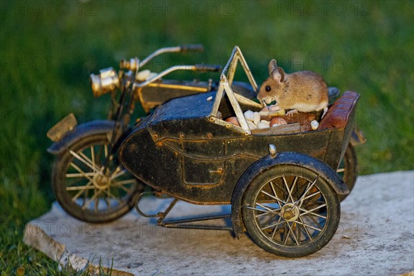 Wood mouse with nut in mouth on motorbike standing on stone slab in green grass looking left