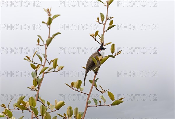 Red-vented Bulbul (Pycnonotus cafer) or Sooty Bulbul in Eravikulam National Park, Kannan Devan Hills, Munnar, Kerala, India, Asia