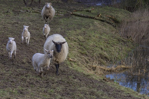 Moorland sheep (Ovis aries) with their lambs, on the pasture, Mecklenburg-Vorpommern, Germany, Europe