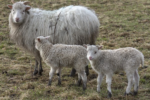 Horned moorland sheep (Ovis aries) with their lambs on the pasture, Mecklenburg-Western Pomerania, Germany, Europe