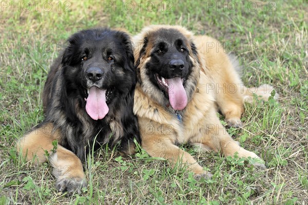 Leonberger dogs, Leonberger dogs lying relaxed together on a meadow, Leonberger dog, Schwaebisch Gmuend, Baden-Wuerttemberg, Germany, Europe