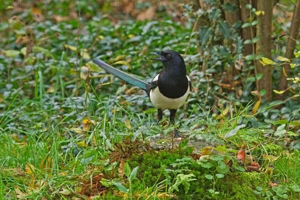 European magpie (Pica Pica)