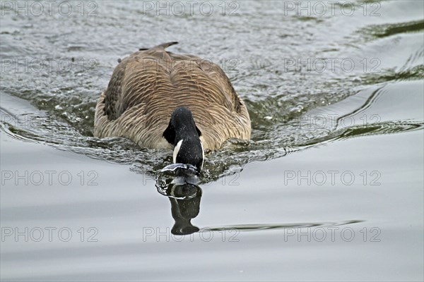 Canada goose (Branta canadensis), water