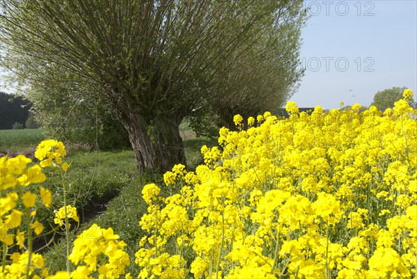 Pollarded willows (Salix) with rape blossom, North Rhine-Westphalia, Germany, Europe