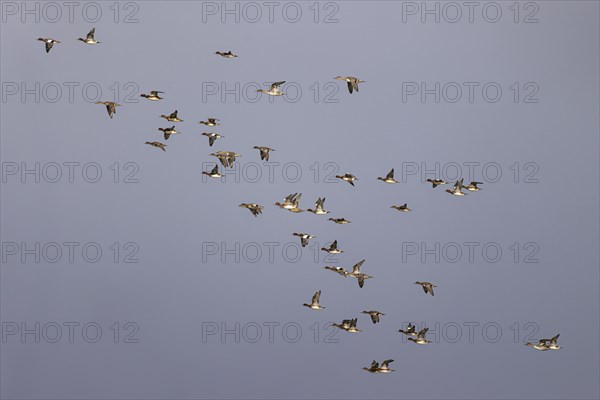 Eurasian wigeon (Anas penelope) and gadwall (Anas strepera), small flock in flight, Laanemaa, Estonia, Europe