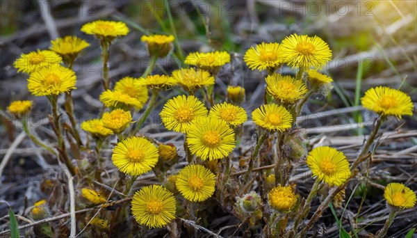 Sunlit yellow flowers in a meadow, medicinal plant coltsfoot, Tussilago farfara, KI generated, AI generated
