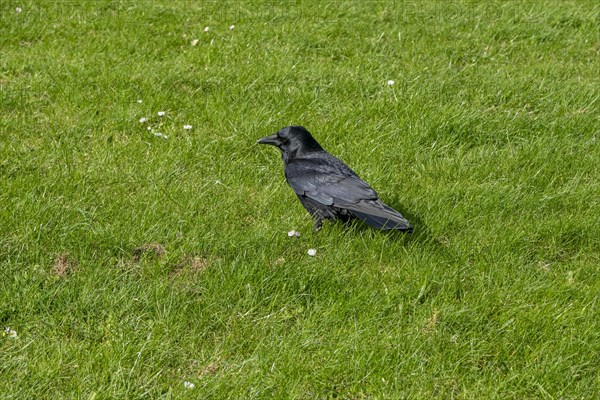 Crow, Lawn, Conwy, Wales, Great Britain