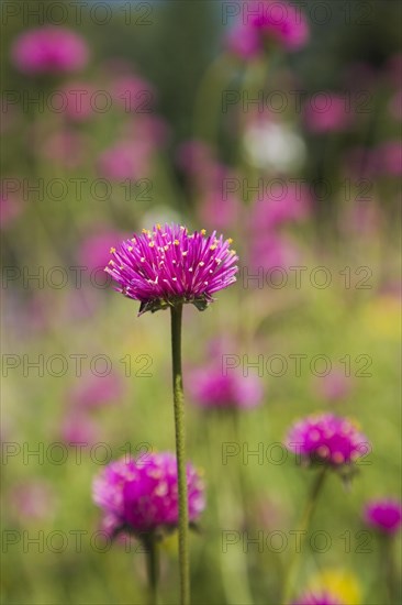 Close-up of pink and yellow Gomphrena globosa 'Truffula Pink' flower in summer, Quebec, Canada, North America