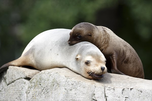 California sea lion (Zalophus californianus), An adult sea lion and a juvenile showing love and bonding while cuddling on a rock