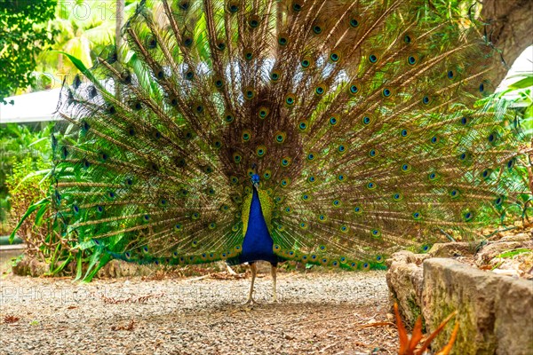 A peacock is walking on a path in a garden. The peacock is large and has many beautiful blue and green feathers. The scene is peaceful and serene, with the peacock being the main focus of the image