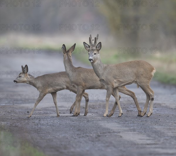 European roe deers (Capreolus capreolus) with winter coat running across a path, (L-R) fawn, doe, buck, wildlife, Thuringia, Germany, Europe