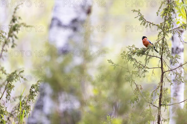 Eurasian bullfinch (Pyrrhula pyrrhula), adult male feeding, Ovre Pasvik National Park, Sor-Varanger, Finnmark, Norway, Europe