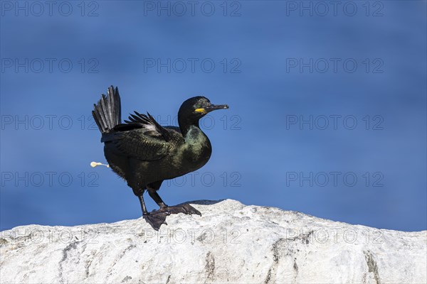 Common shag (Phalacrocorax aristotelis) defecating, Hornoya Island, Vardo, Varanger, Finnmark, Norway, Europe