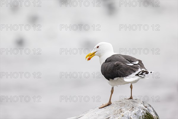 Great black-backed gull (Larus marinus) standing on rocky headland, Hornoya island, Vardo, Varanger, Finnmark, Norway, Europe