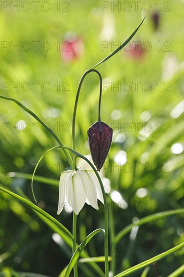 Enchanting chequerboard flowers, April, Germany, Europe