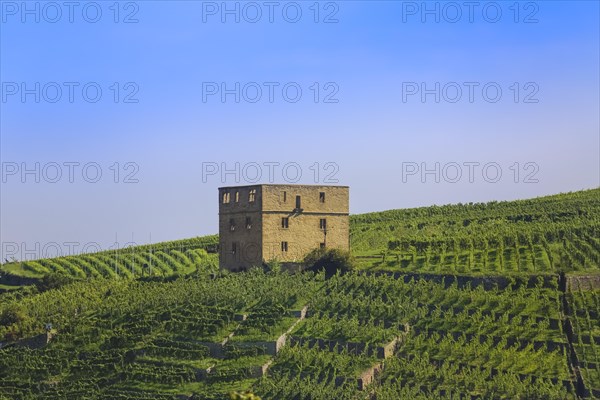 Yburg, Y-Burg, Yberg, Eibenburg, ruins of a hillside castle, historic building, built in the early 14th century, excursion destination, vineyard, Stetten vineyards, plants, Kernen im Remstal, Rems-Murr-Kreis, Baden-Wuerttemberg, Germany, Europe