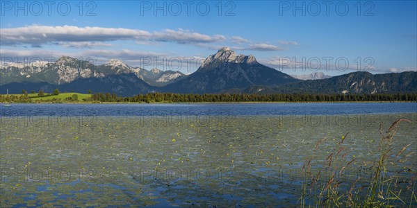 Lake Hopfensee with water lilies, (Nymphaea), behind it the Saeuling, 2047m, Ammergau Alps, East Allgaeu, Allgaeu, Swabia, Bavaria, Germany, Europe