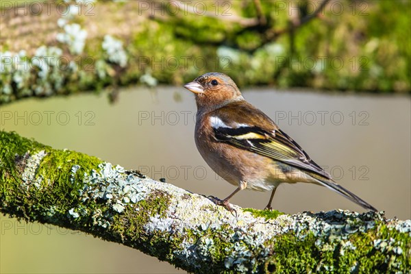 Male of Chaffinch, Fringilla coelebs, bird in forest at winter sun