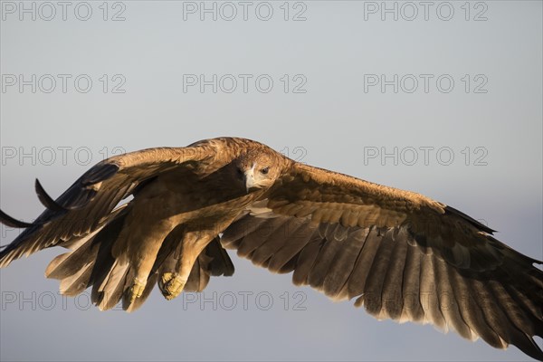 Juvenile Iberian Eagle, Spanish Imperial Eagle (Aquila adalberti), Extremadura, Castilla La Mancha, Spain, Europe