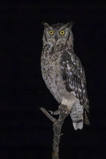 Spotted eagle-owl (Bubo africanus), Mziki Private Game Reserve, North West Province, South Africa, Africa