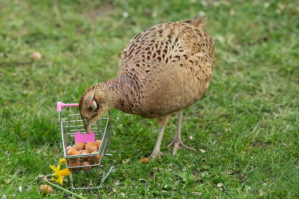 Female pheasant standing next to shopping trolley with nuts in green grass looking down from front left