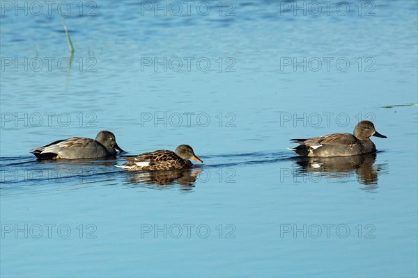 Gadwall three birds swimming side by side in water on the right