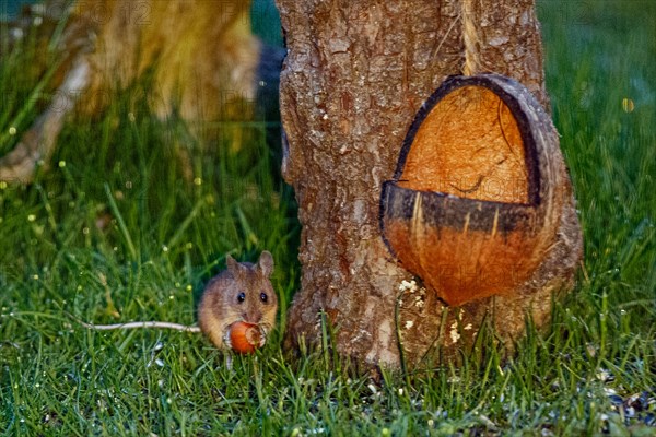 Wood mouse holding nut in hands next to tree trunk and food bowl sitting in green grass looking from the front