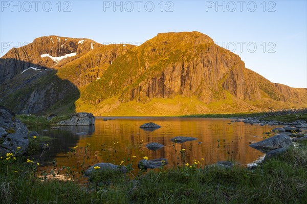 The nature reserve at Eggum. Lake Nedre Heimredalsvatnet, a few yellow blooming marsh marigolds (Caltha palustris) in the foreground. The mountains glow in the midnight sun. At night at the time of the midnight sun in good weather, blue sky. Golden hour. Reflection. Early summer. Eggum, Vestvagoya, Lofoten, Norway, Europe