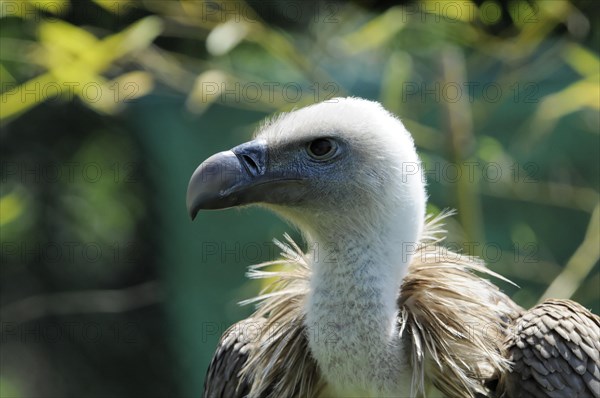 Griffon vulture (Gyps fulvus) vulture head with white plumage and brown shoulder feathers against a green background, captive, Fuerstenfeld Monastery, Fuerstenfeldbruck, Bavaria, Germany, Europe